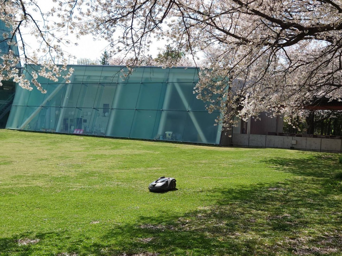 日本工業大学櫻