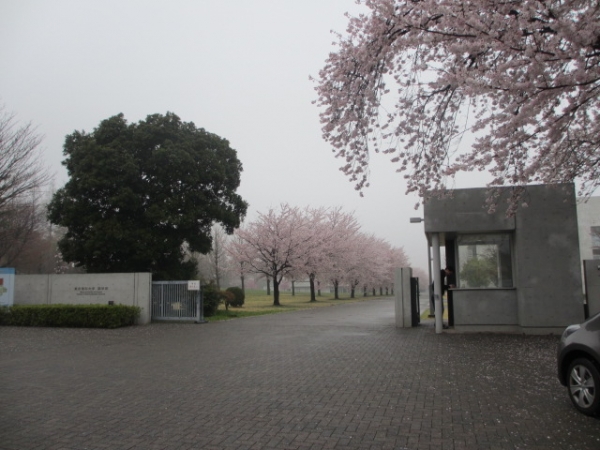 東京理科大学 野田 正門 薬学部